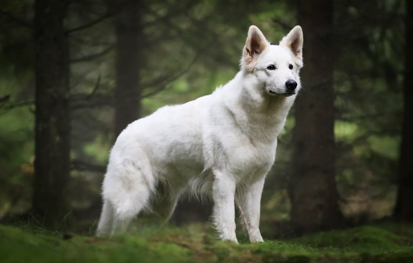 Photo wallpaper forest, trees, branches, dog, puppy, white, is, posing