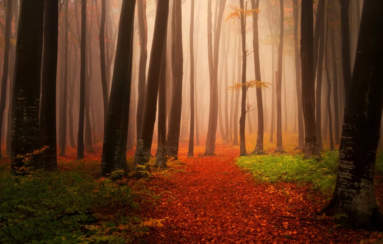 Photo wallpaper autumn, forest, trees, photo