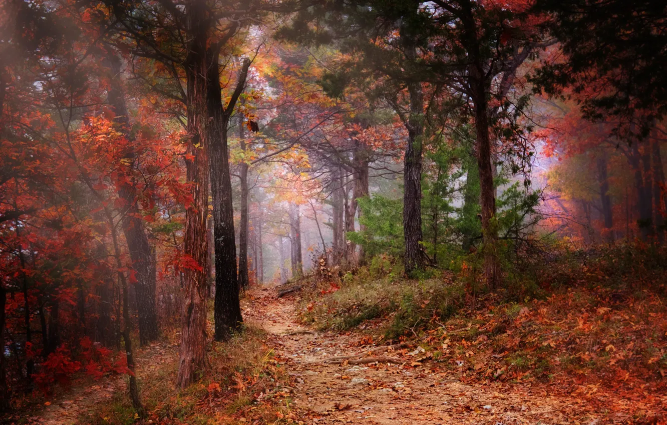Photo wallpaper autumn, trees, nature, fog, foliage, color, Forest, path