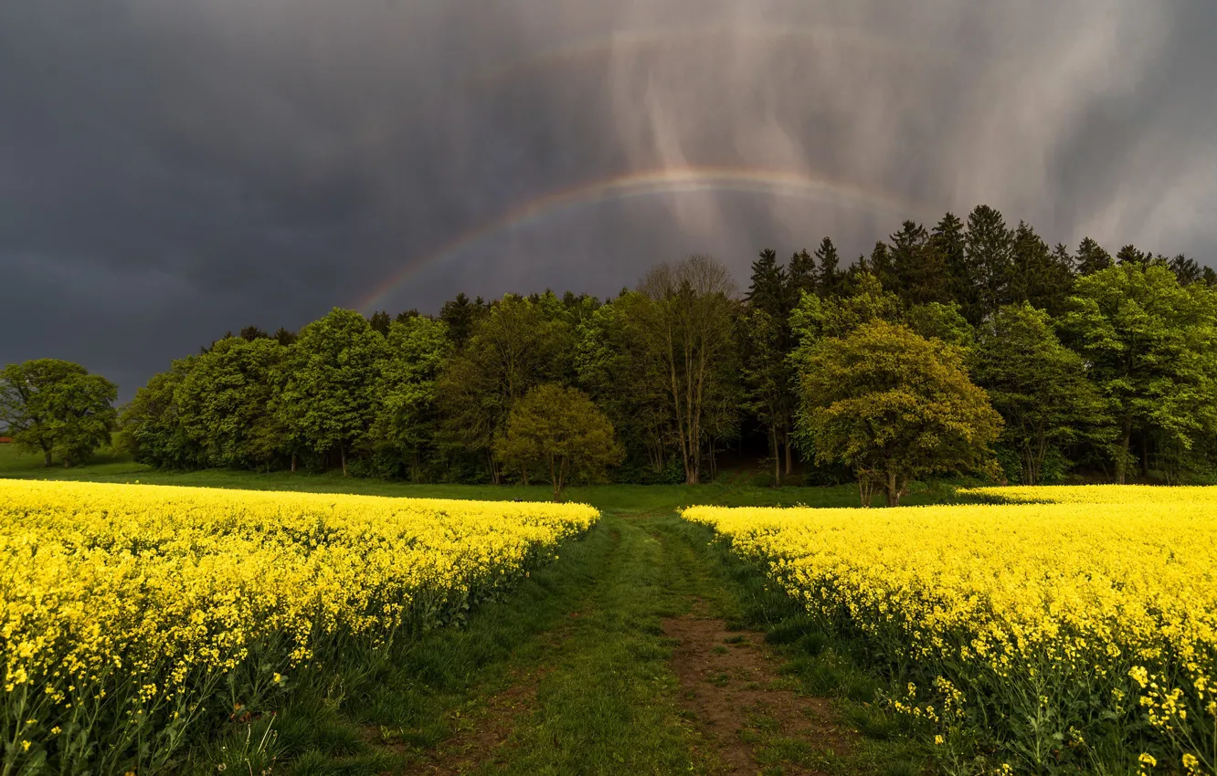 Photo wallpaper forest, rainbow, rape, rapeseed field