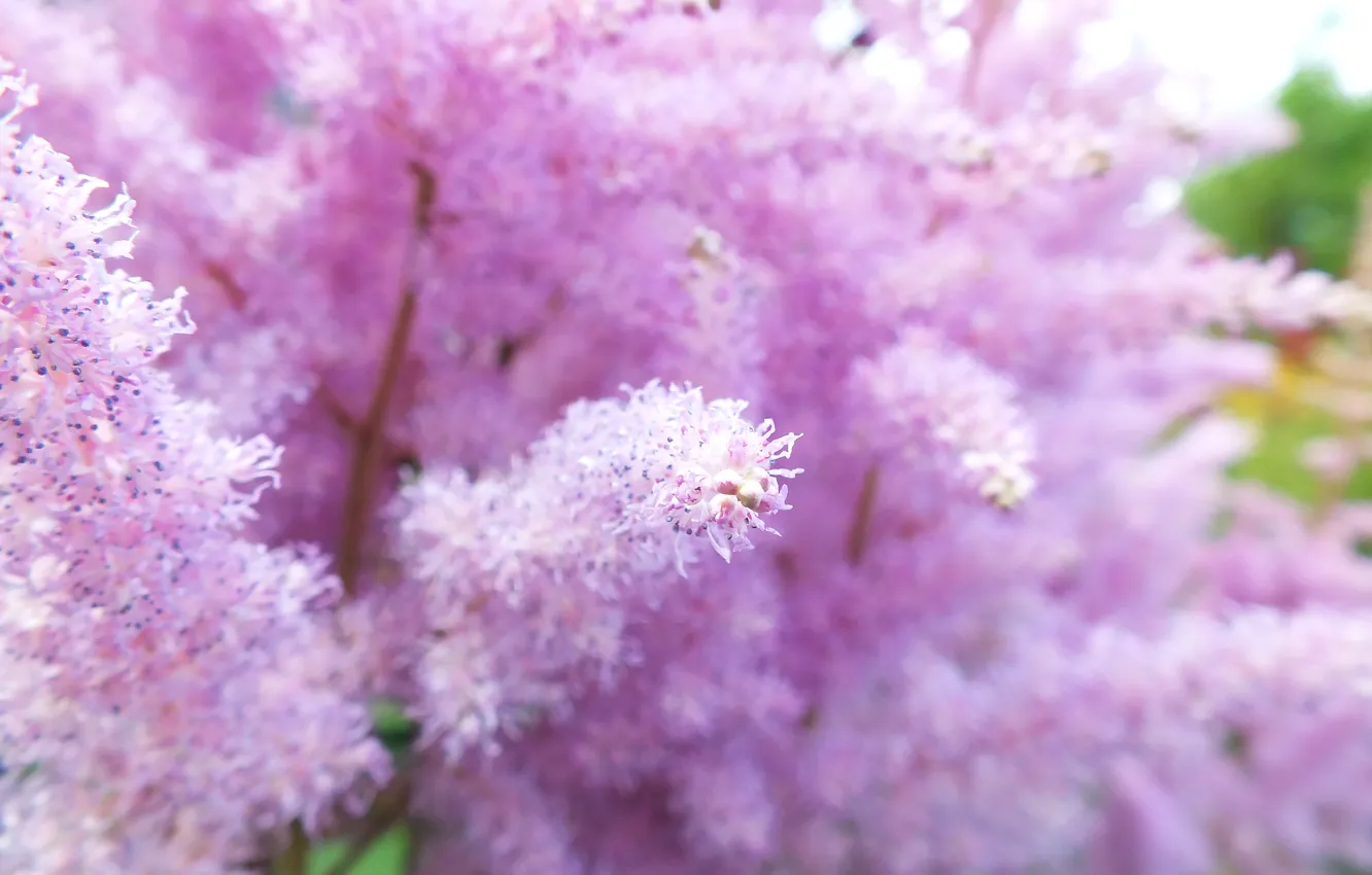 Photo wallpaper summer, flowers, plant, summer, flower, unusual plant