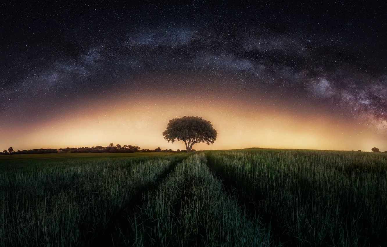 Photo wallpaper field, the sky, stars, night, tree, the milky way