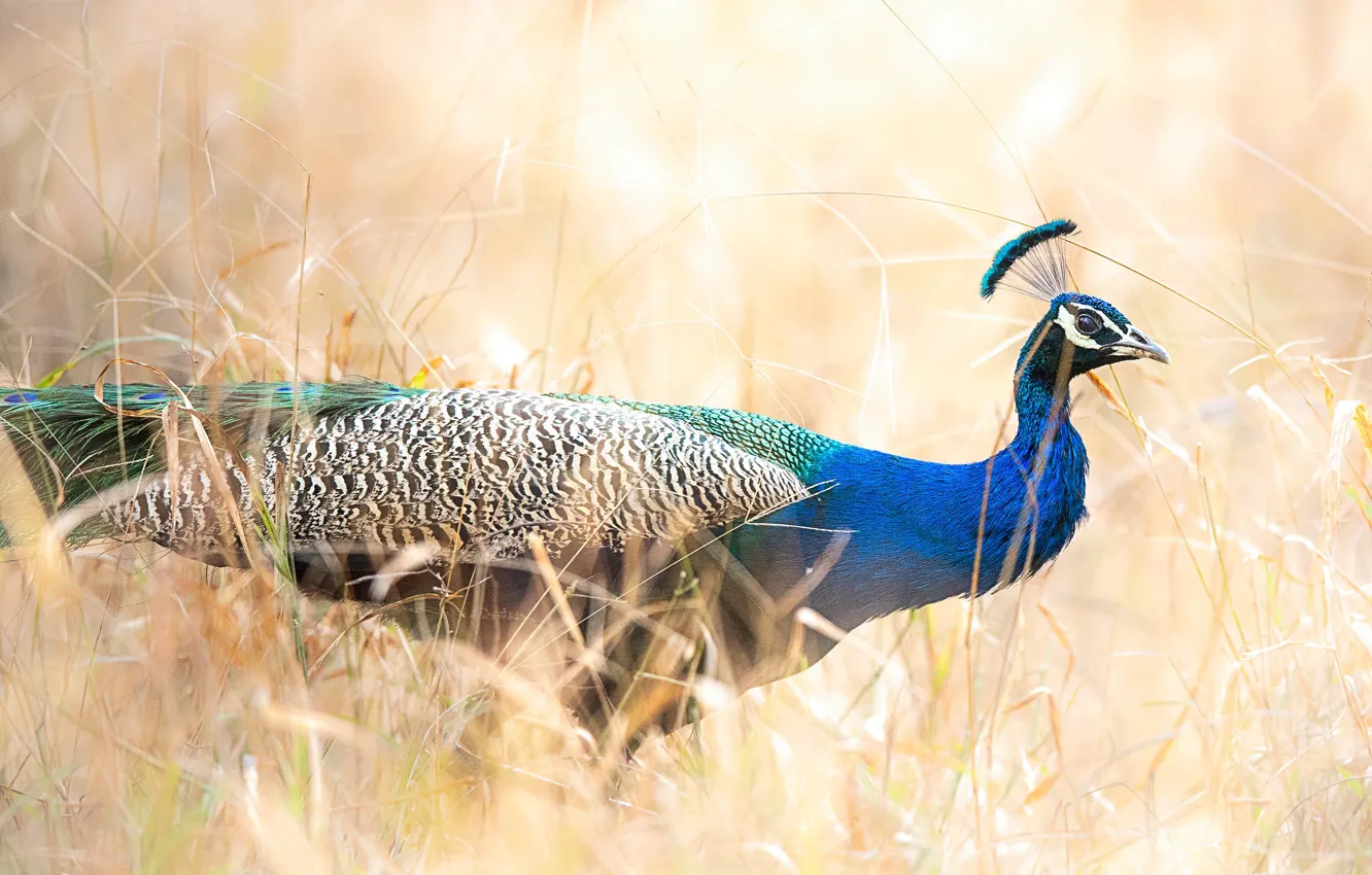 Photo wallpaper field, grass, bird, peacock