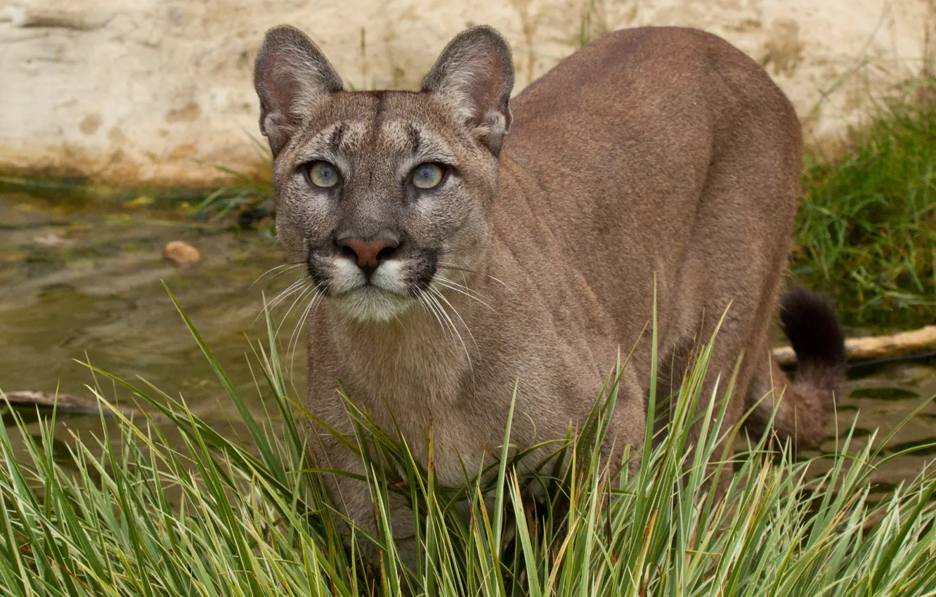 Photo wallpaper cat, grass, look, water, Puma, mountain lion, Cougar