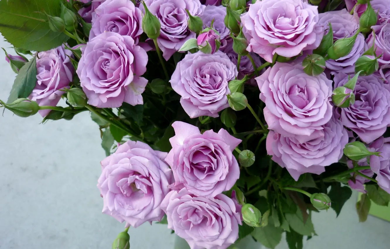 Photo wallpaper roses, bouquet, buds, lilac