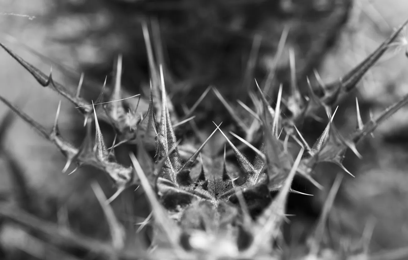 Photo wallpaper summer, barb, spikes, the thorns