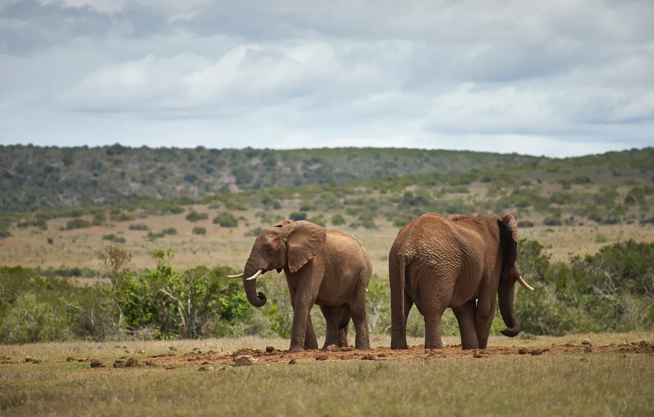 Photo wallpaper Africa, two, elephants, wildlife, Safari