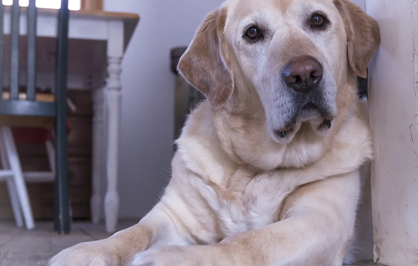 Photo wallpaper look, dog, dog