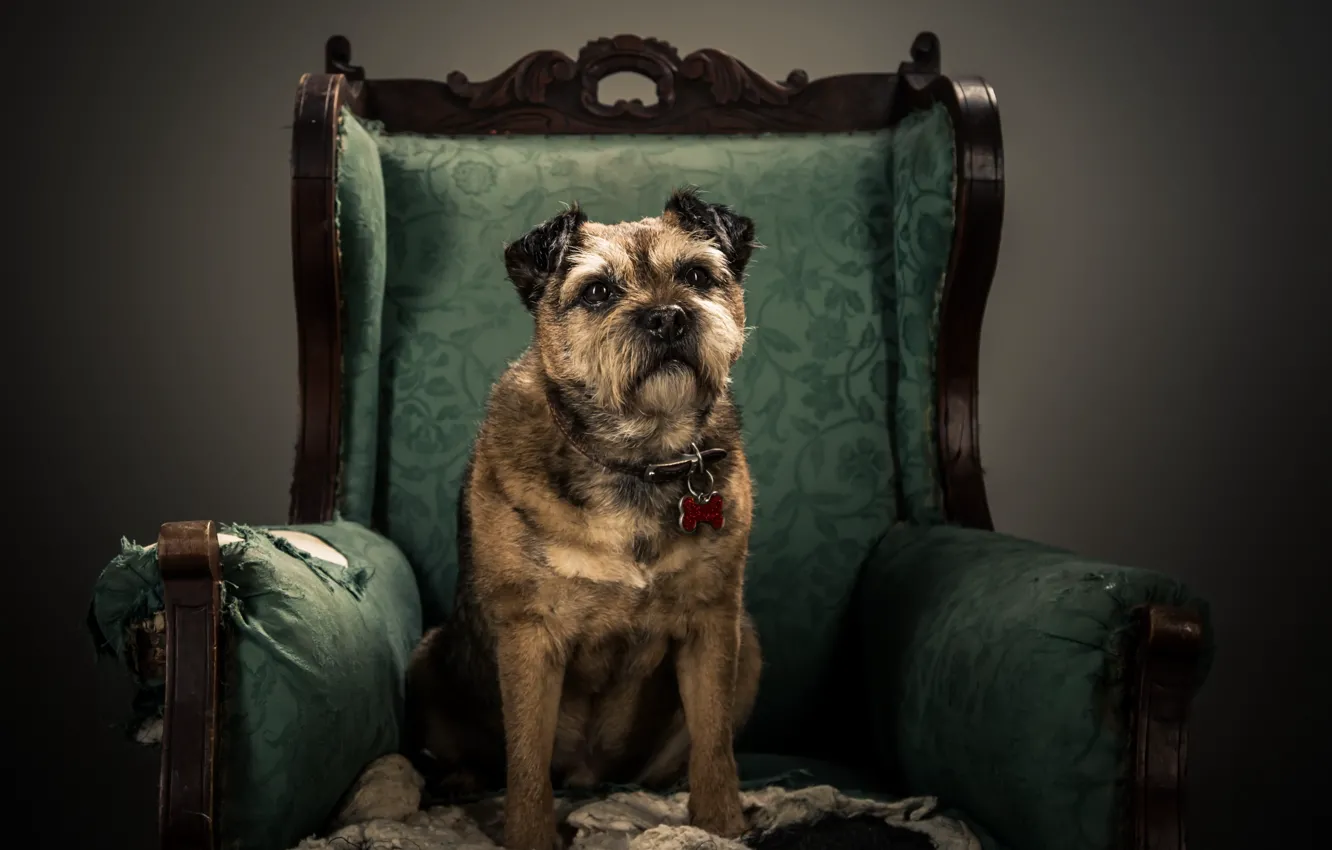 Photo wallpaper look, dog, chair