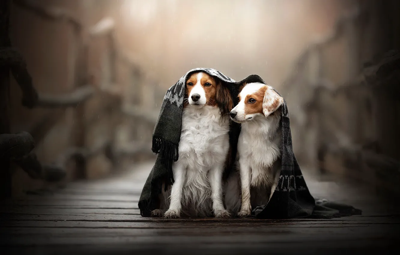 Photo wallpaper dogs, scarf, friends