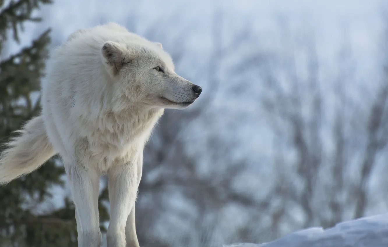 Photo wallpaper Predator, nature, animal, wolf, canis lupus, wildlife, Arctic wolf, portrait.
