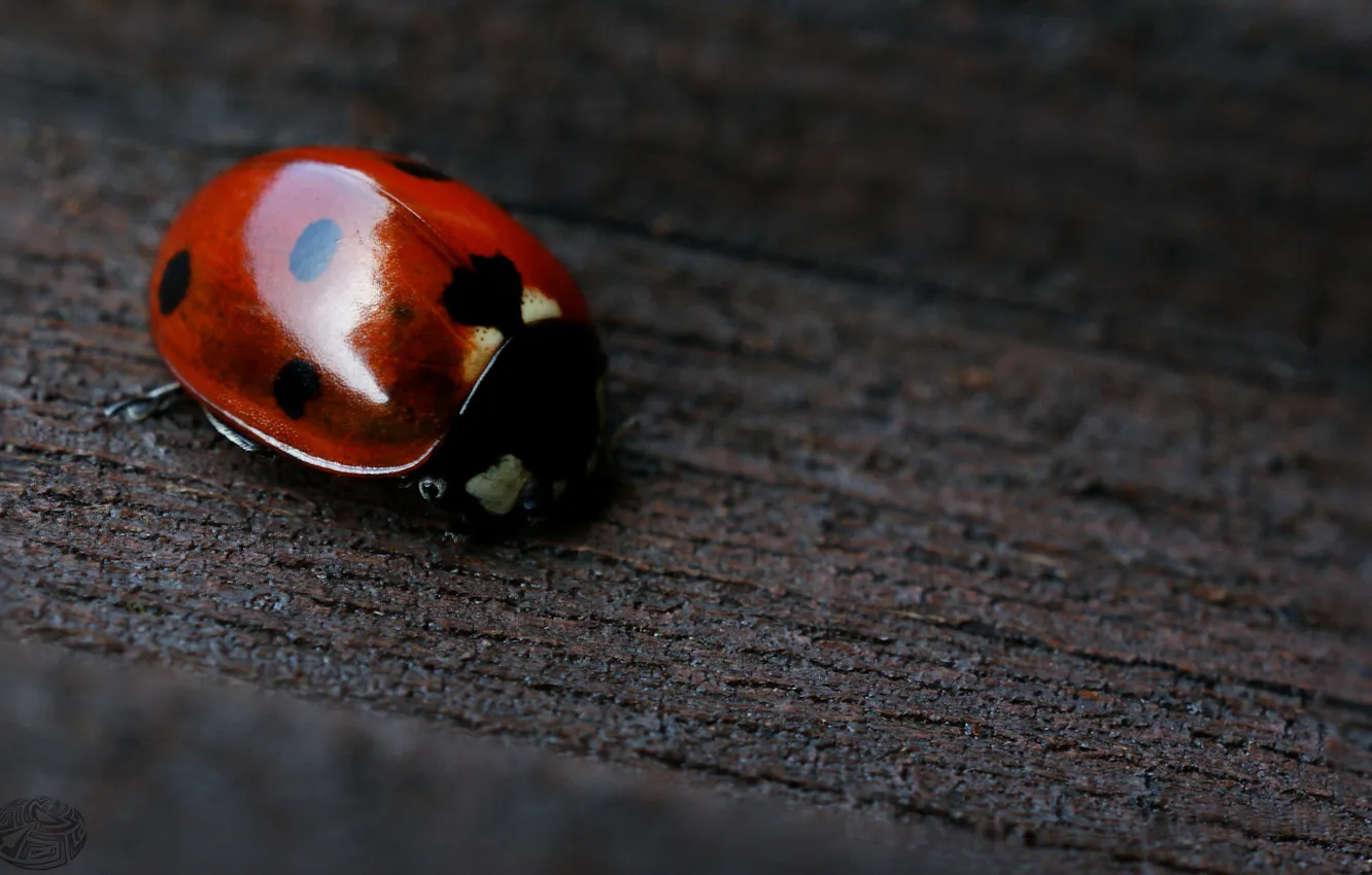 Photo wallpaper trees, beetle, ladybug, 7 Dots onWood