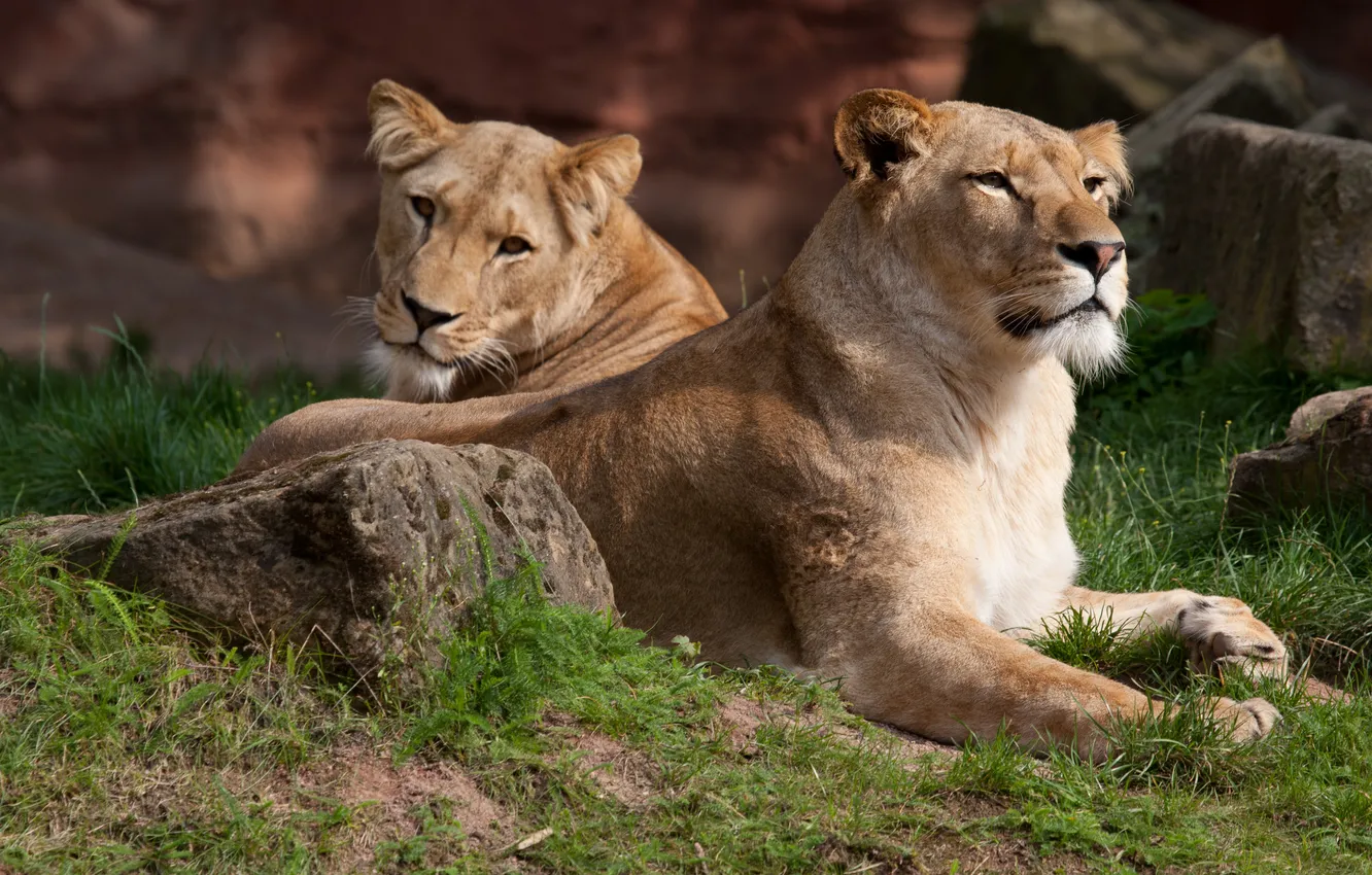 Photo wallpaper cat, grass, stones, Leo, lioness