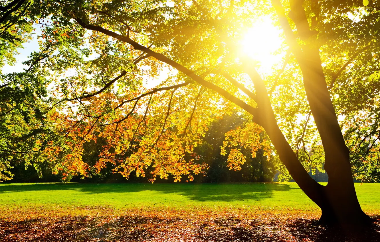 Photo wallpaper grass, leaves, the sun, nature, tree, branch