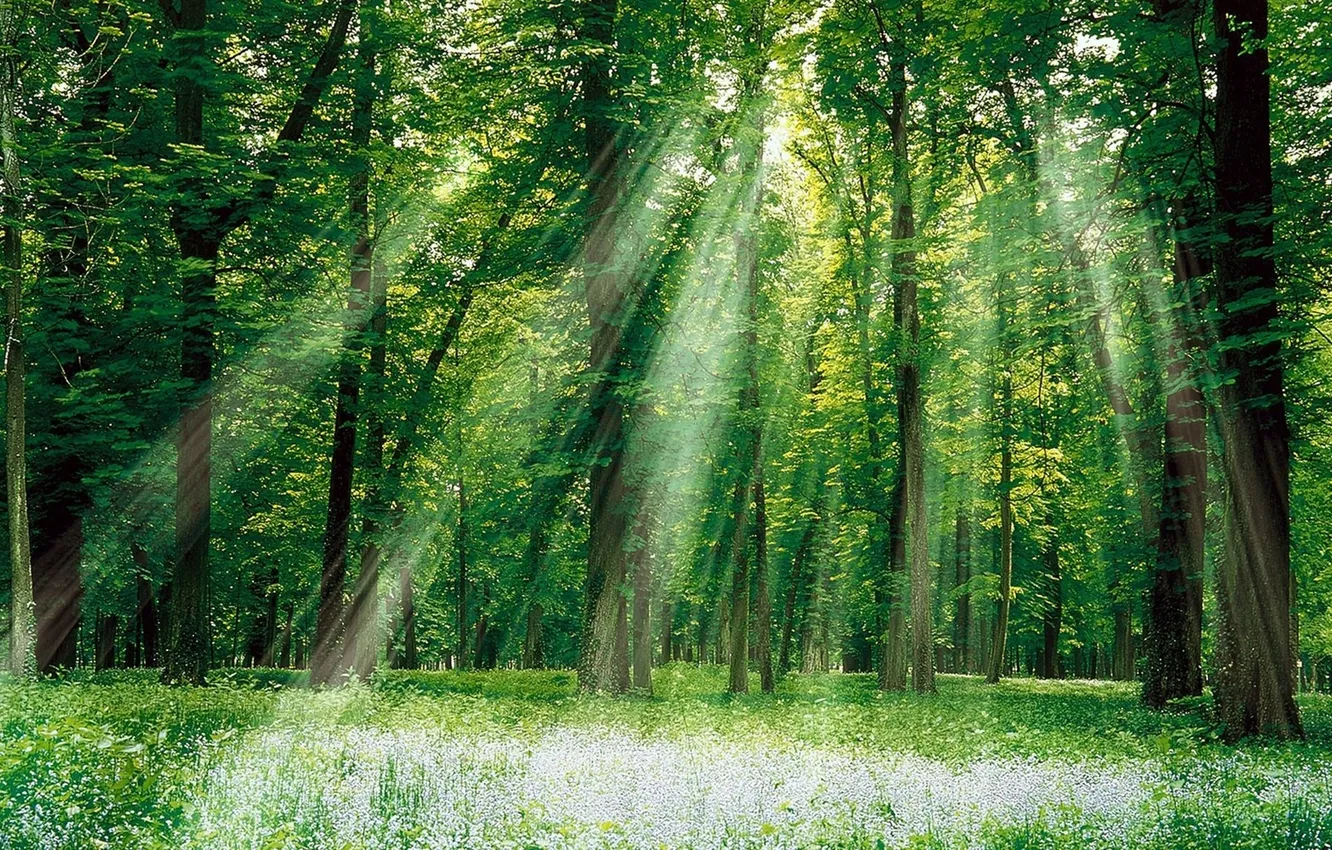 Photo wallpaper forest, grass, leaves, the sun, rays, light, trees, landscape