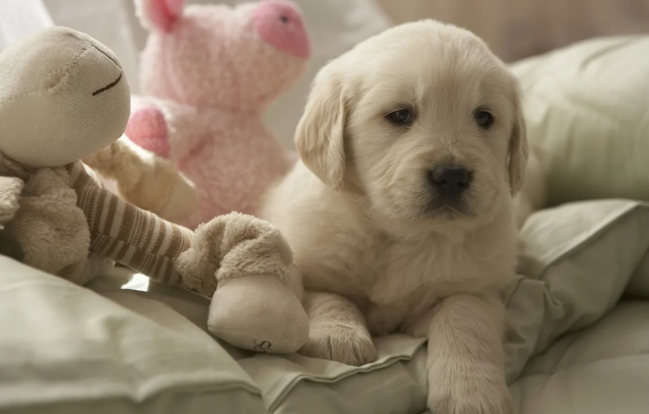 Photo wallpaper bed, puppy, Plush toy