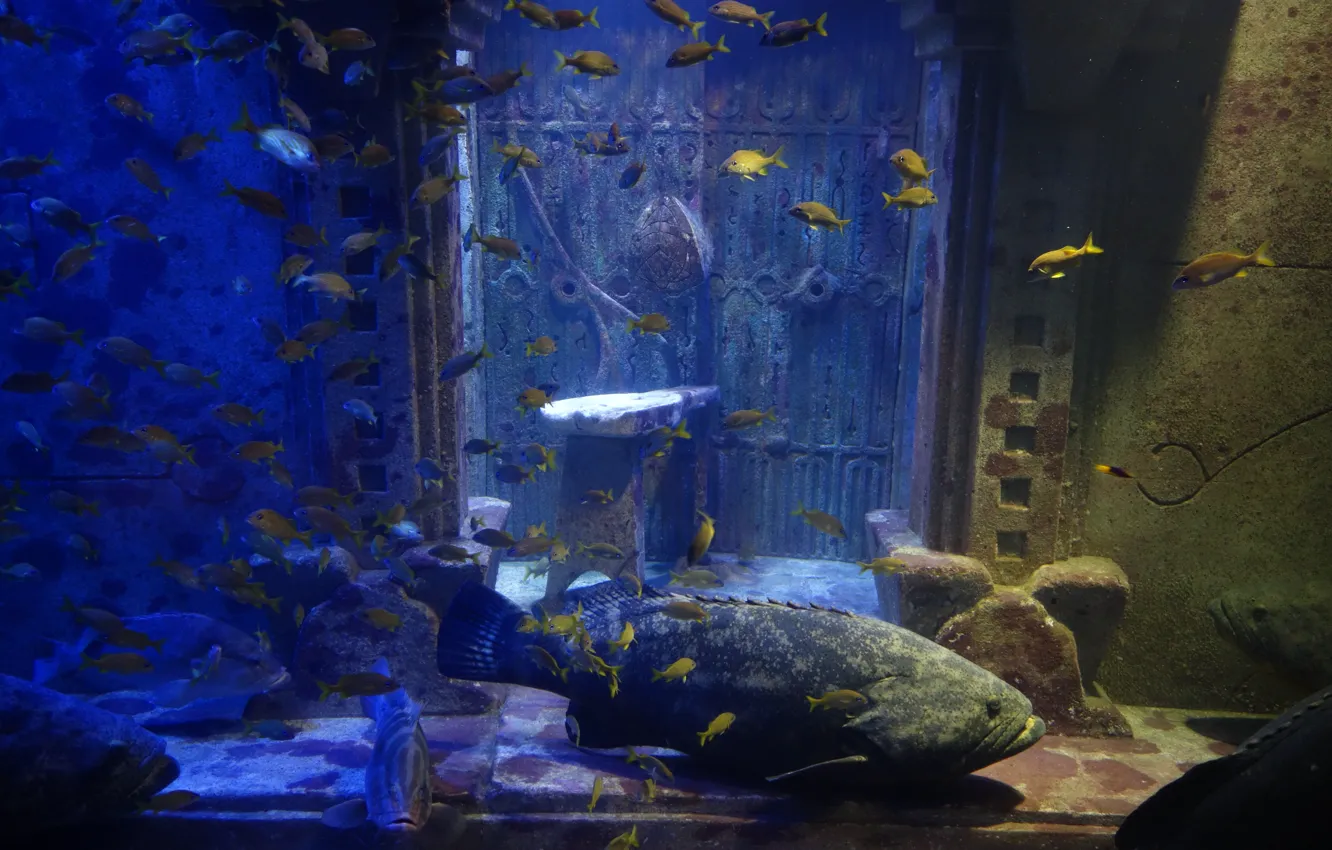 Photo wallpaper Atlantis, Bahamas, Paradise Island, aquarium