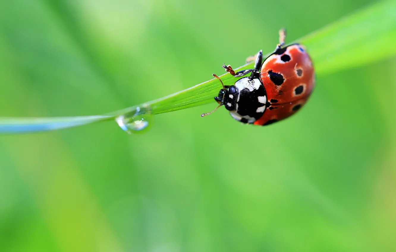 Photo wallpaper summer, grass, drops, green, ladybug