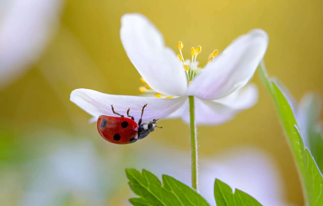 Photo wallpaper flowers, plant, ladybug, beetle, petals, insect