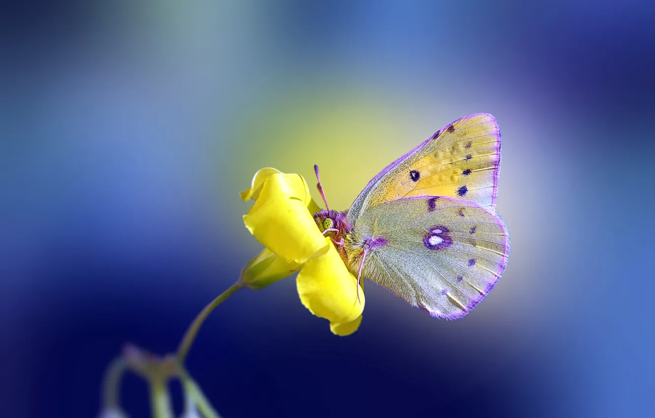 Photo wallpaper flower, yellow, background, butterfly