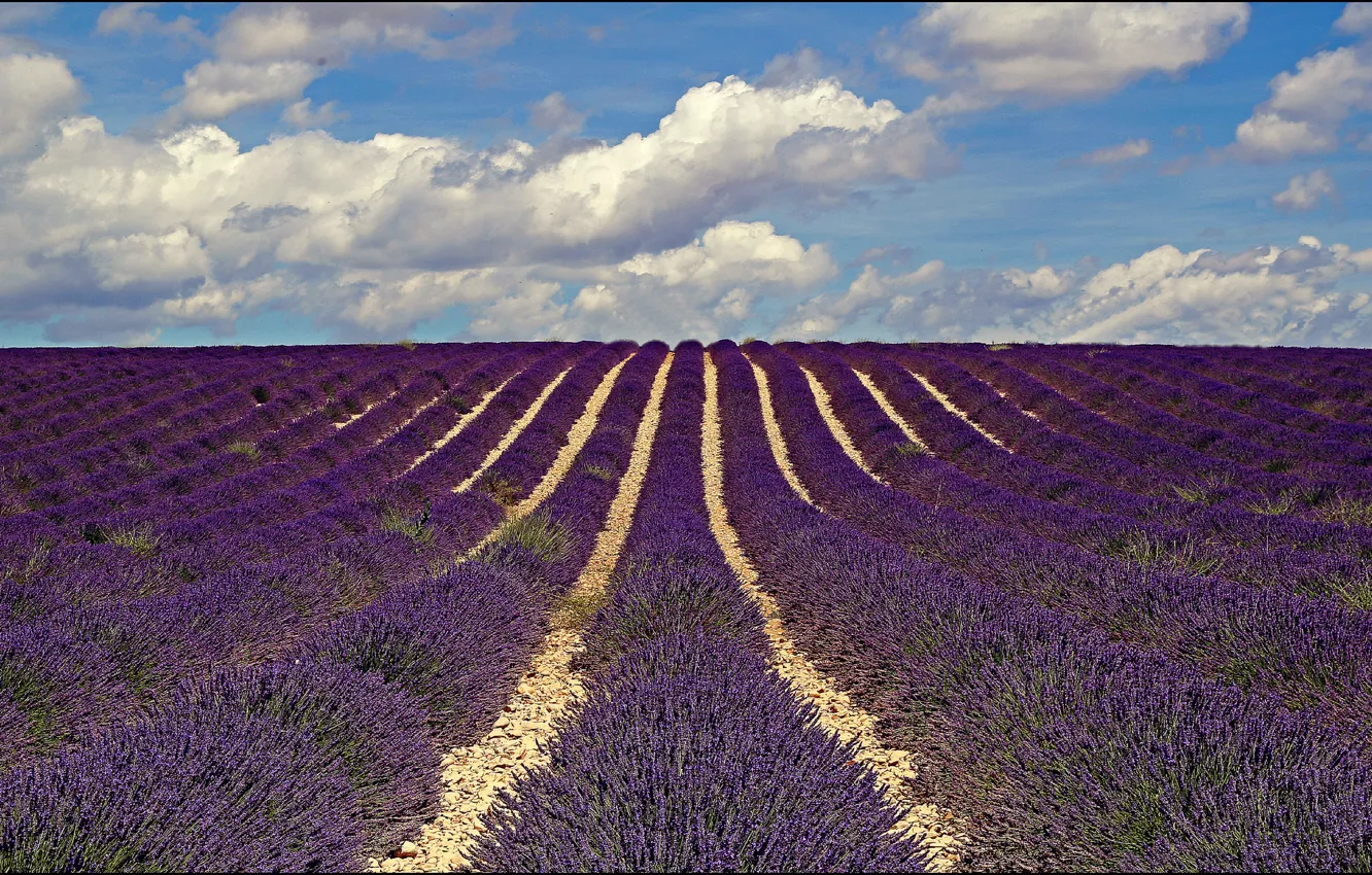 Photo wallpaper field, flowers, France, lavender, Provence