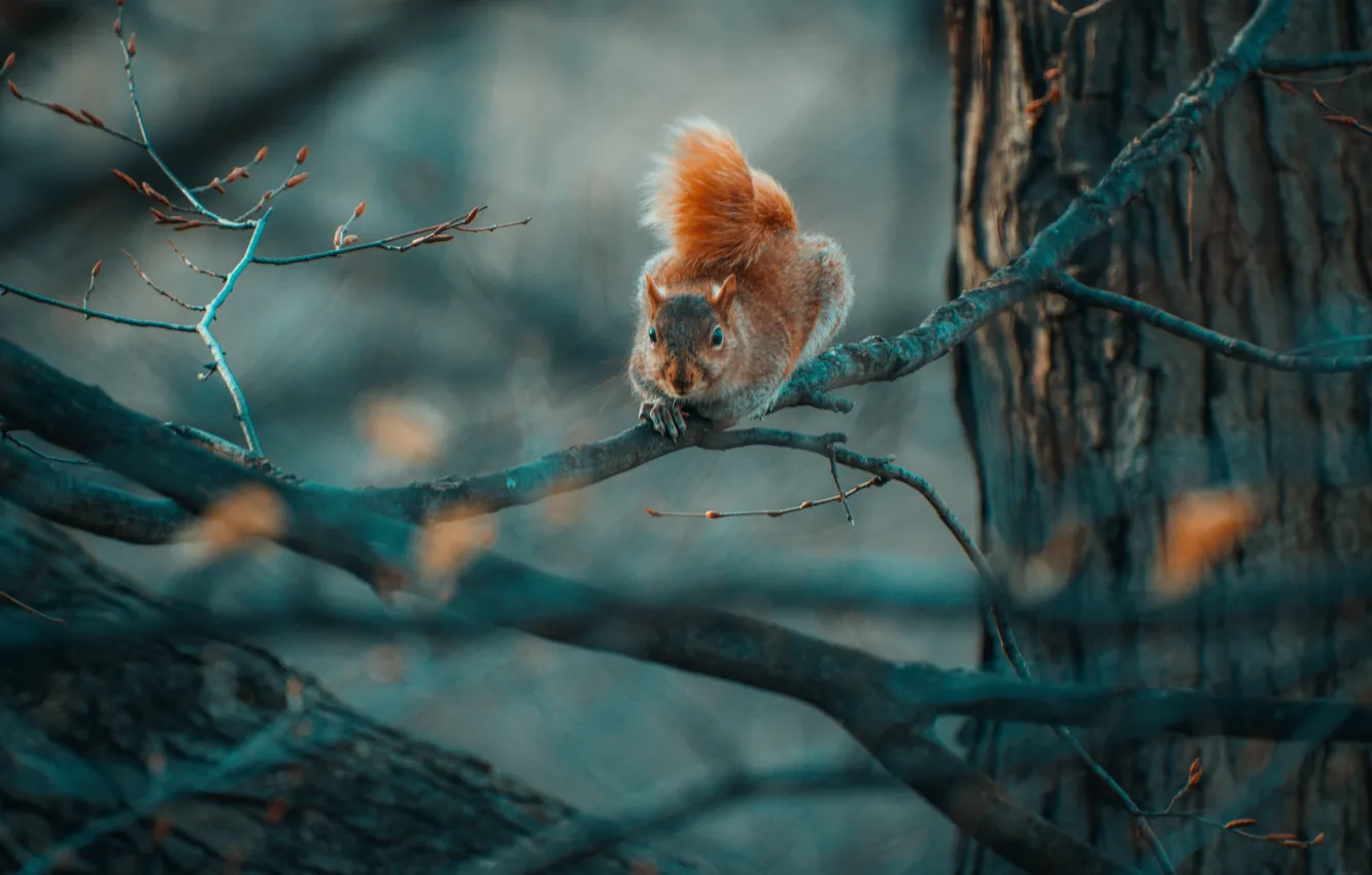 Photo wallpaper trees, branches, nature, protein, rodent