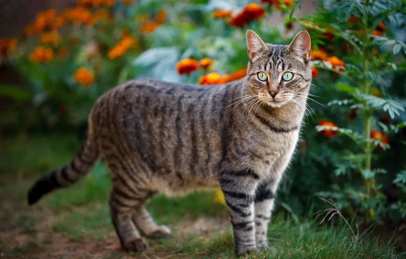 Photo wallpaper cat, summer, cat, look, flowers, nature, glade, striped