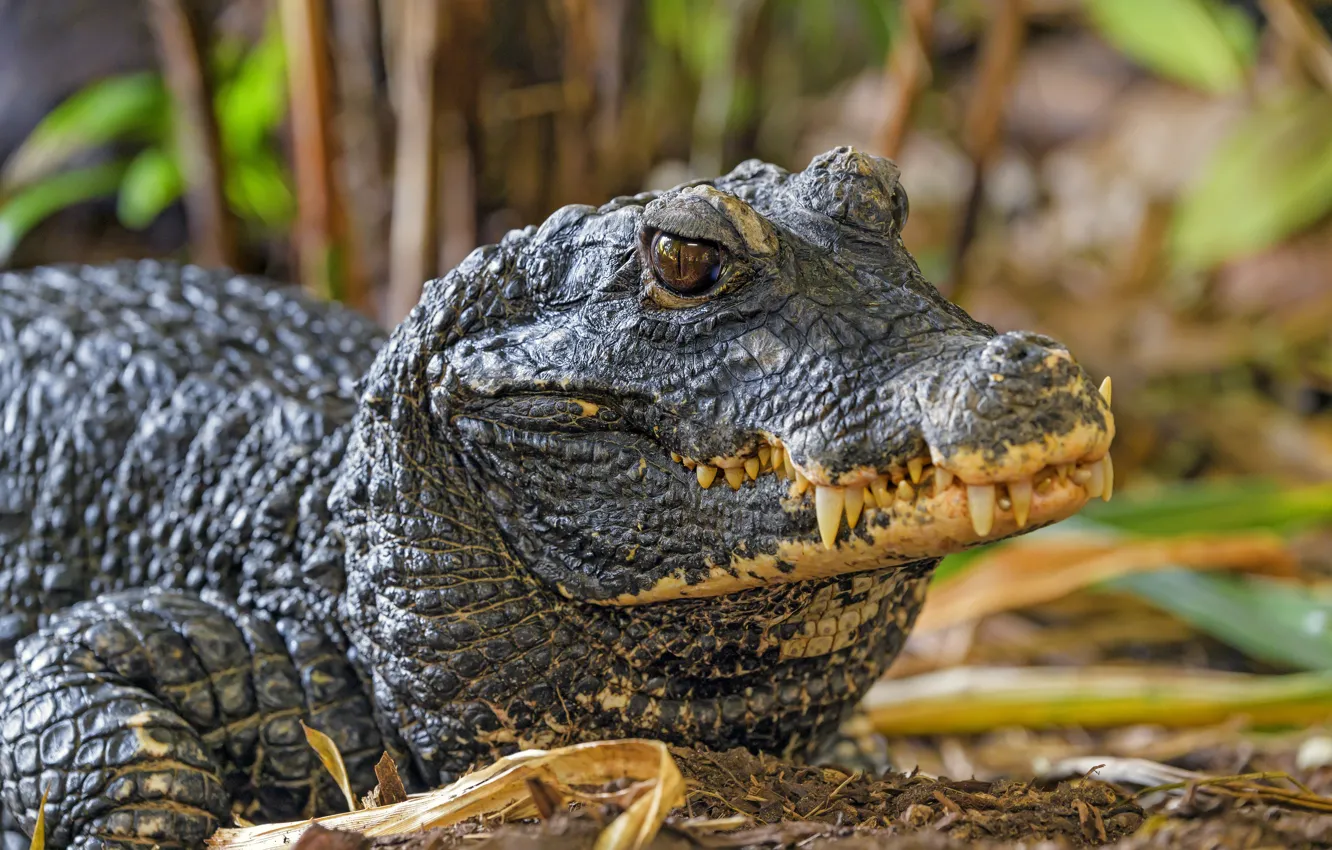 Photo wallpaper look, face, teeth, crocodile, reptile