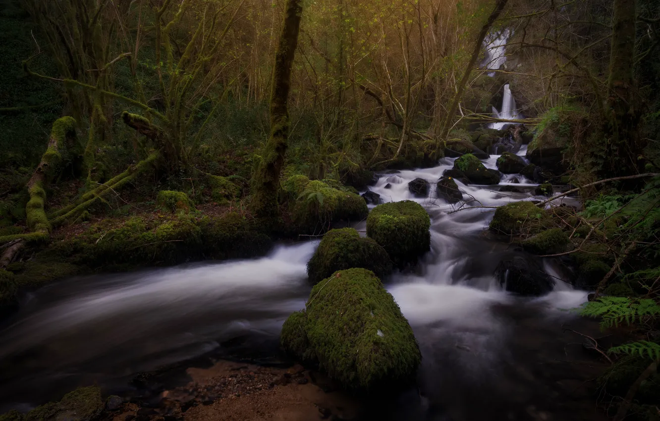 Photo wallpaper forest, branches, the dark background, stones, waterfall, moss, stream, river