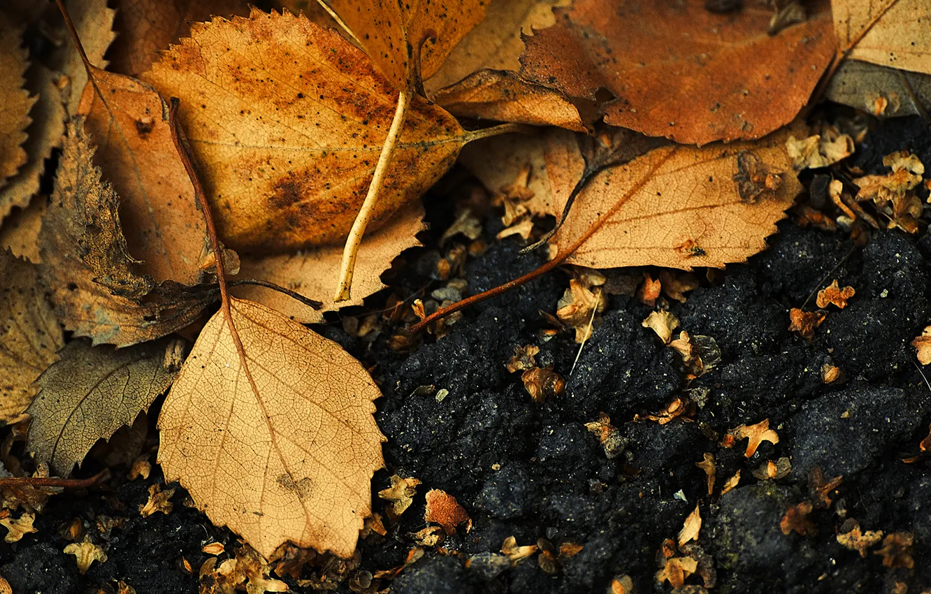 Photo wallpaper autumn, asphalt, leaves