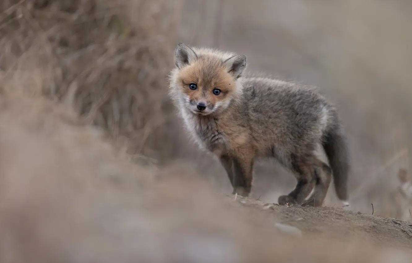Photo wallpaper baby, Fox, bokeh, Fox