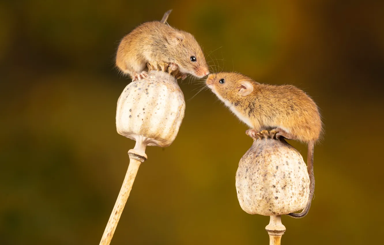 Photo wallpaper Maki, rodent, mouse, rodent, the mouse is tiny, dry stems, Nick Fewings, Micromys minutus
