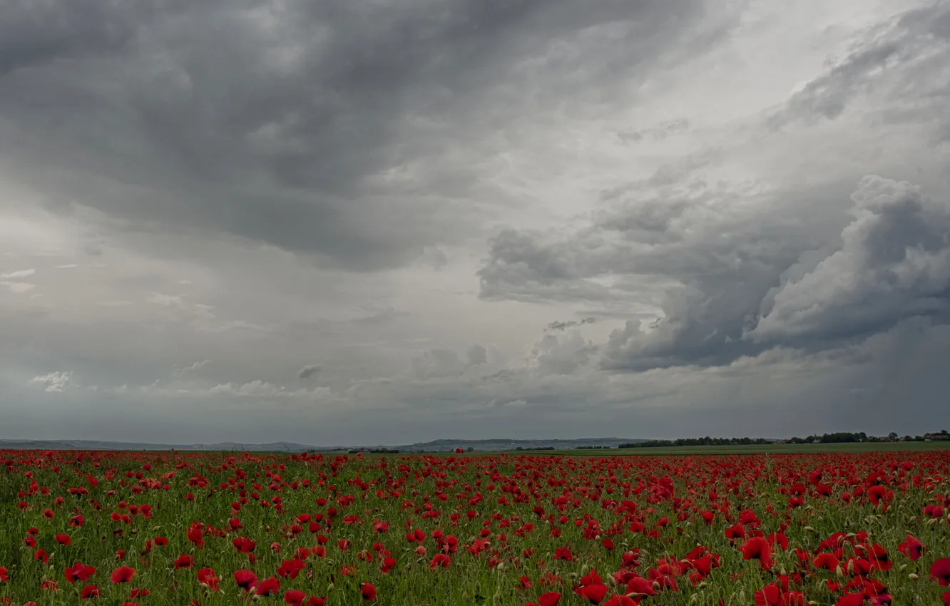 Photo wallpaper summer, the sky, clouds, flowers, red, clouds, overcast, Maki