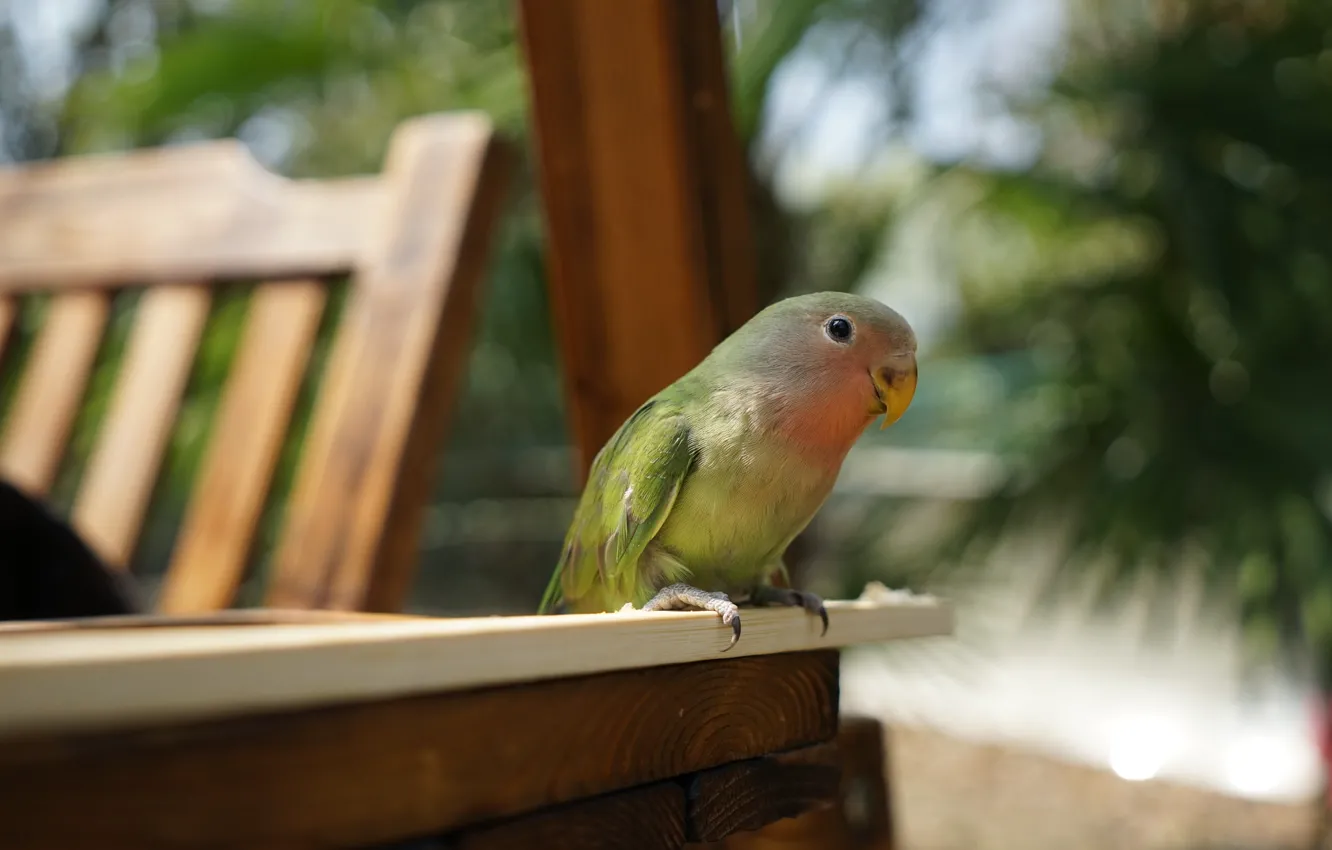 Photo wallpaper look, nature, green, table, bird, furniture, chair, parrot