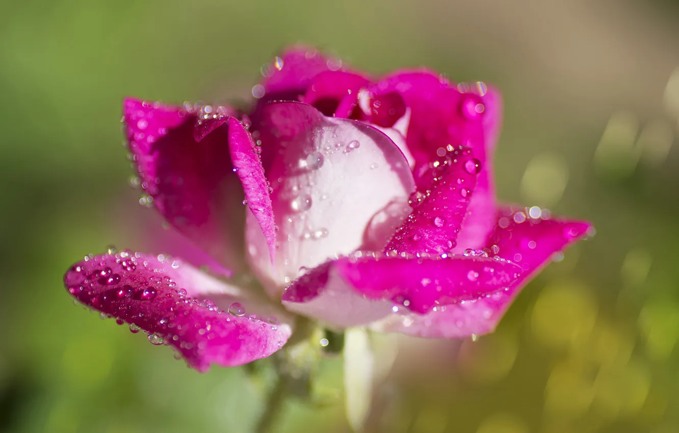 Photo wallpaper drops, macro, background, roses, petals, buds, bokeh