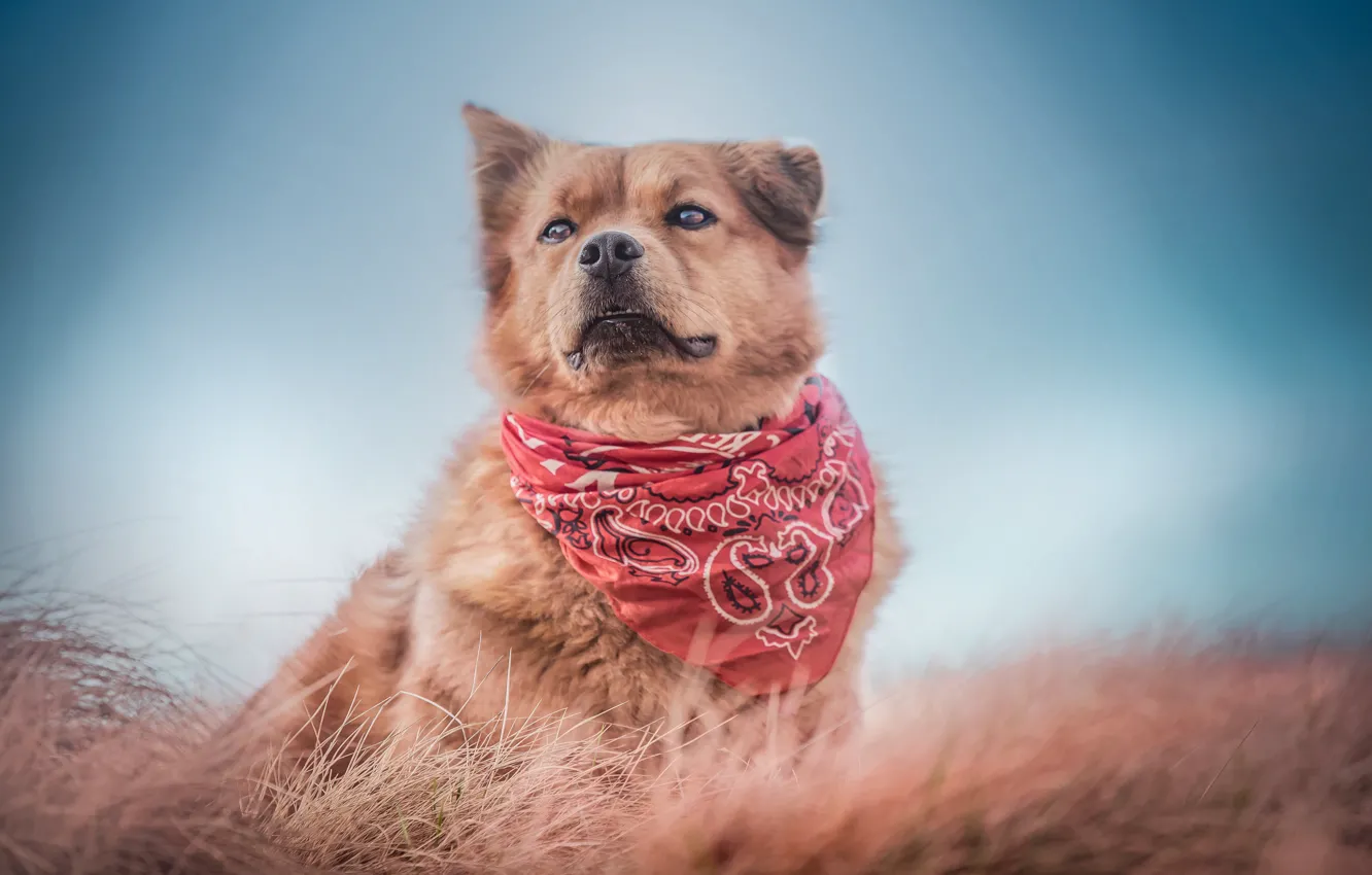 Wallpaper grass, background, dog, bandana, dog images for desktop