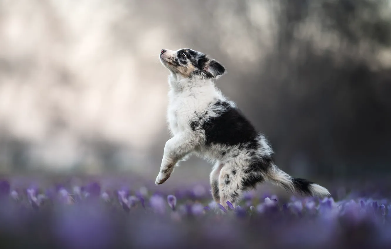 Photo wallpaper look, flowers, nature, pose, jump, glade, dog, spring