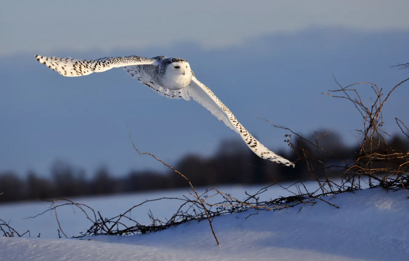 Photo wallpaper flight, owl, bird