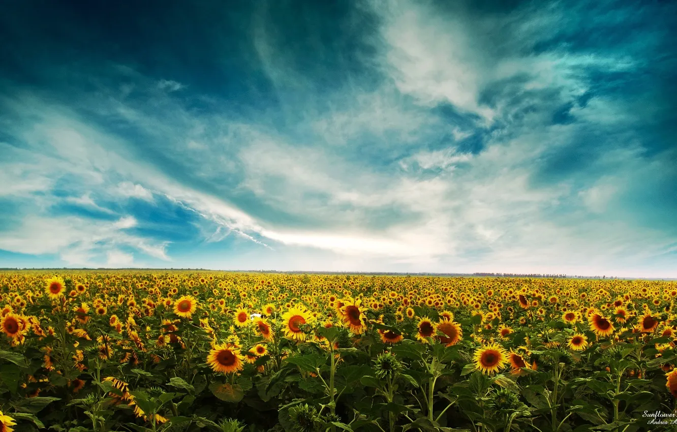Photo wallpaper sunflowers, landscape, sunflowers