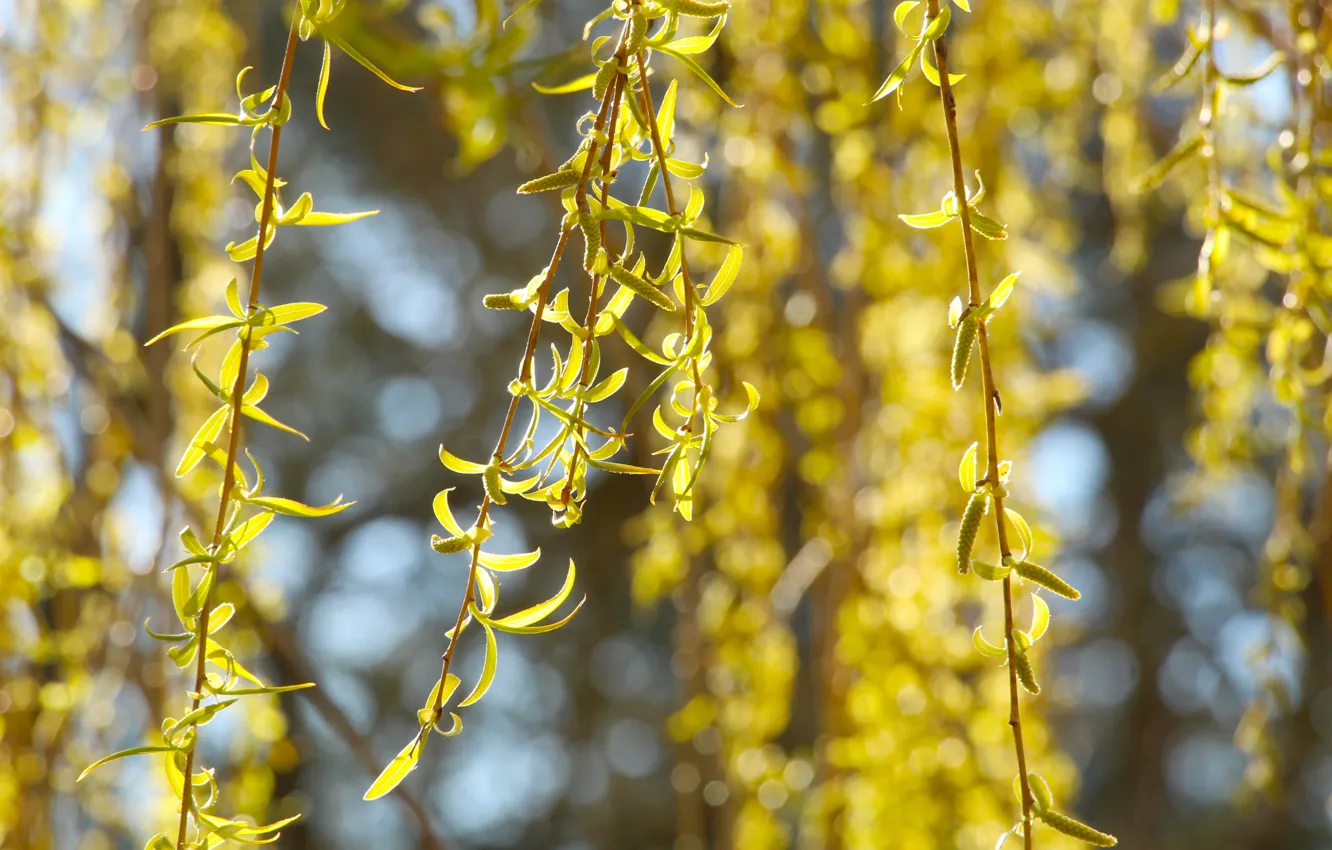 Photo wallpaper tree, spring, leaf, twig