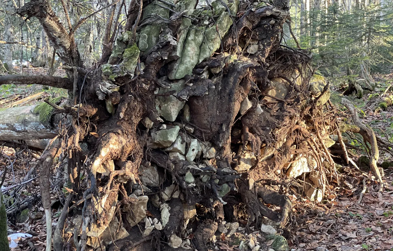 Photo wallpaper winter, forest, roots