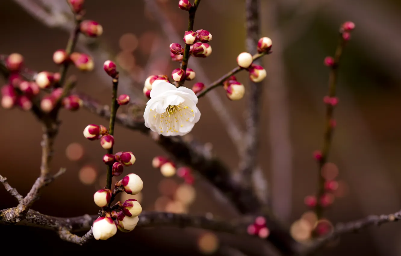 Photo wallpaper flower, macro, branch, spring, apricot, buds, bokeh, twigs