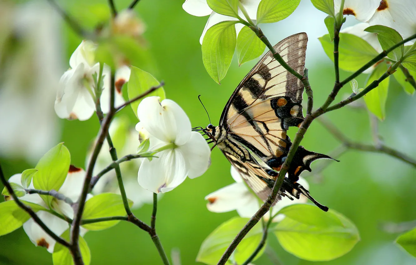 Photo wallpaper greens, leaves, macro, light, flowers, branches, butterfly, spring
