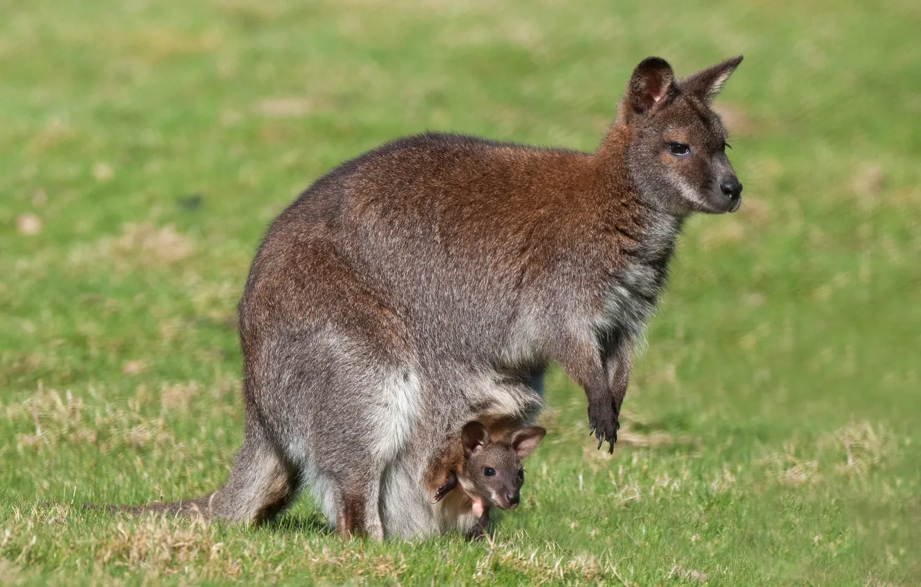 Photo wallpaper kangaroo, cub, motherhood