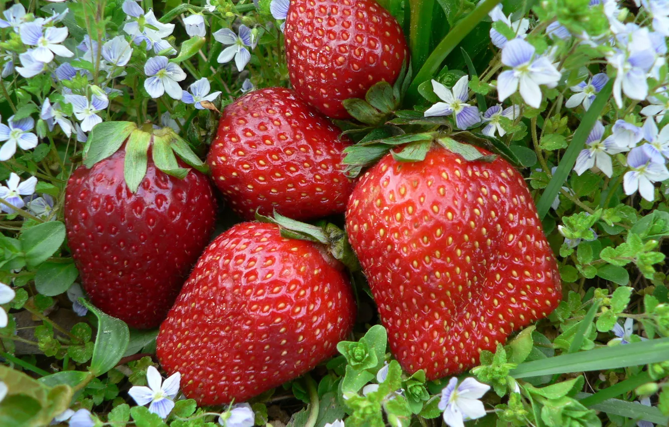 Photo wallpaper flowers, strawberry, still life