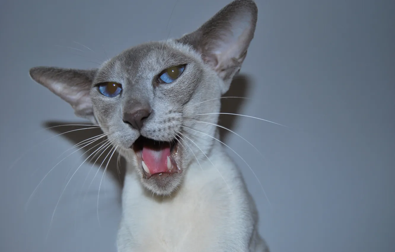 Photo wallpaper cat, cat, face, mouth, blue eyes, yawns