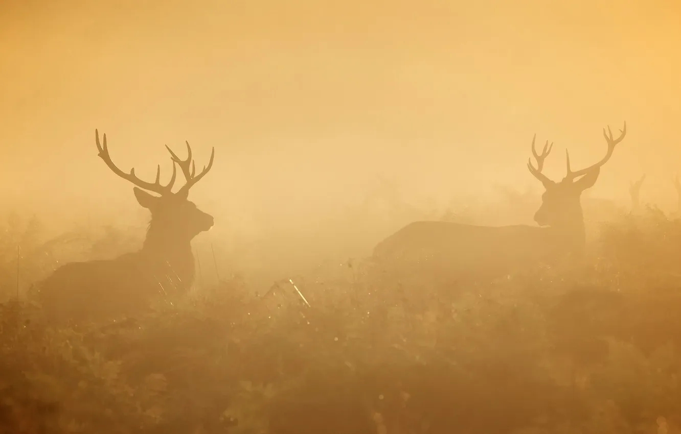 Photo wallpaper nature, fog, deer, morning