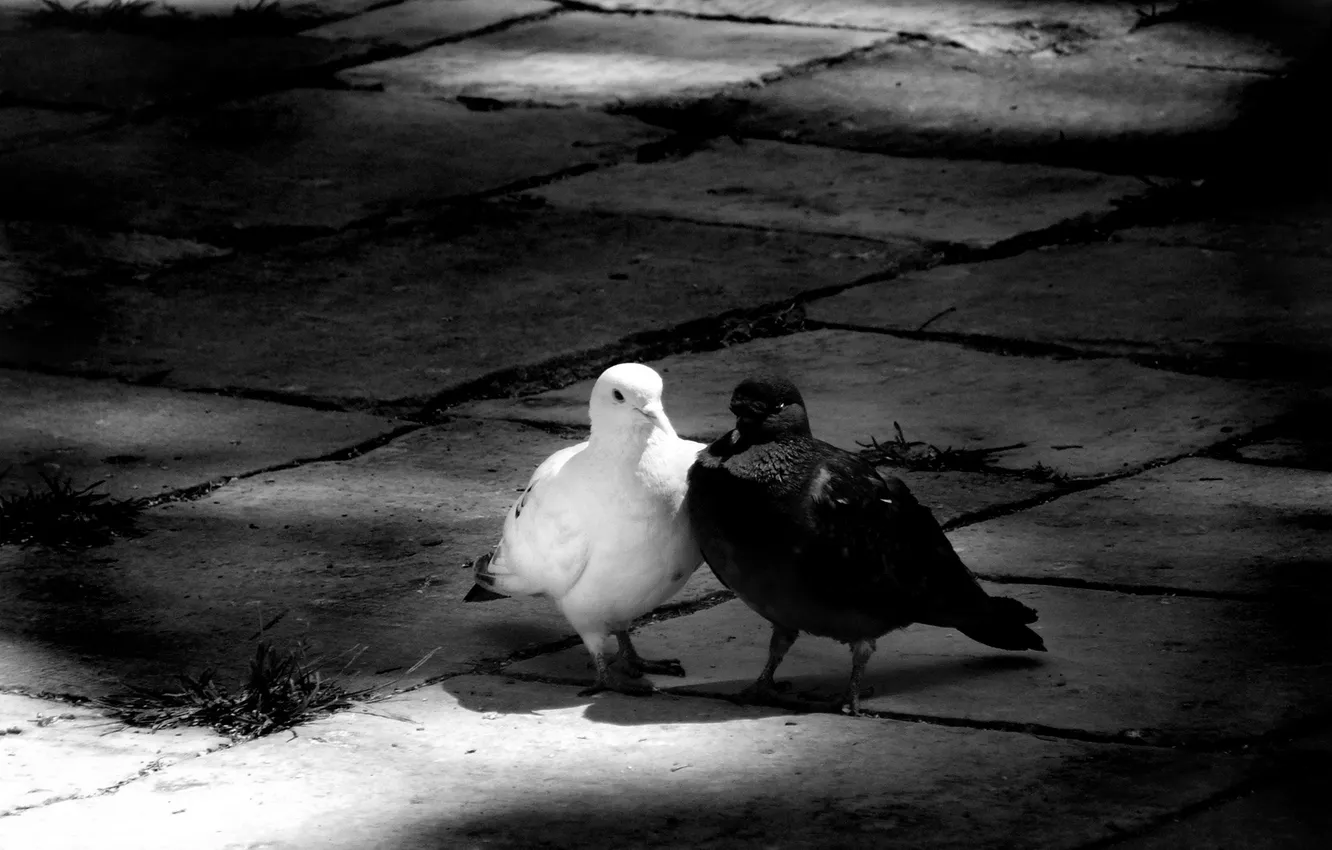 Photo wallpaper PAIR, Black and WHITE, BIRDS, PIGEONS