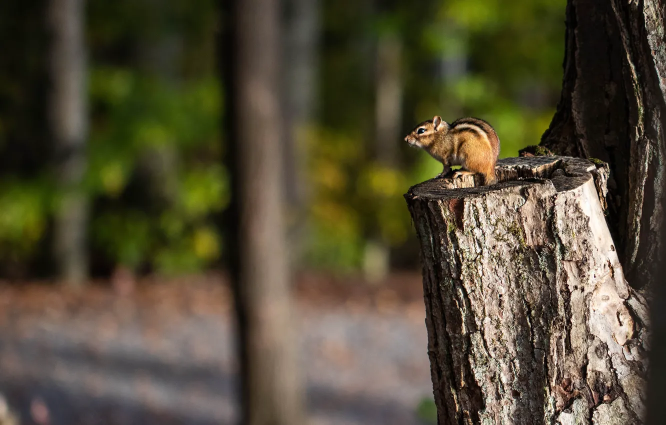 Photo wallpaper forest, light, trees, nature, stump, Chipmunk, bokeh