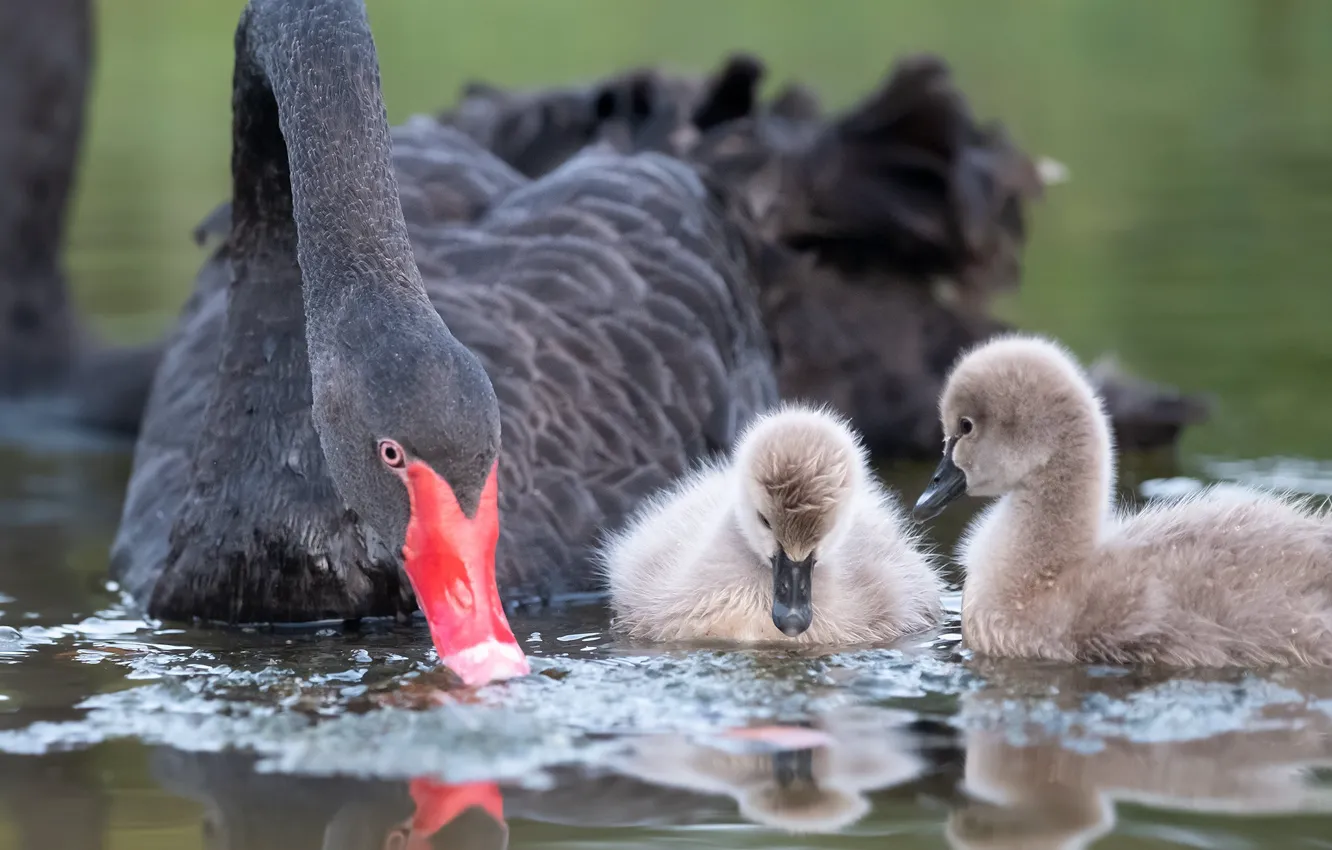 Photo wallpaper bird, Chicks, black Swan